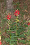 Cardinal flower